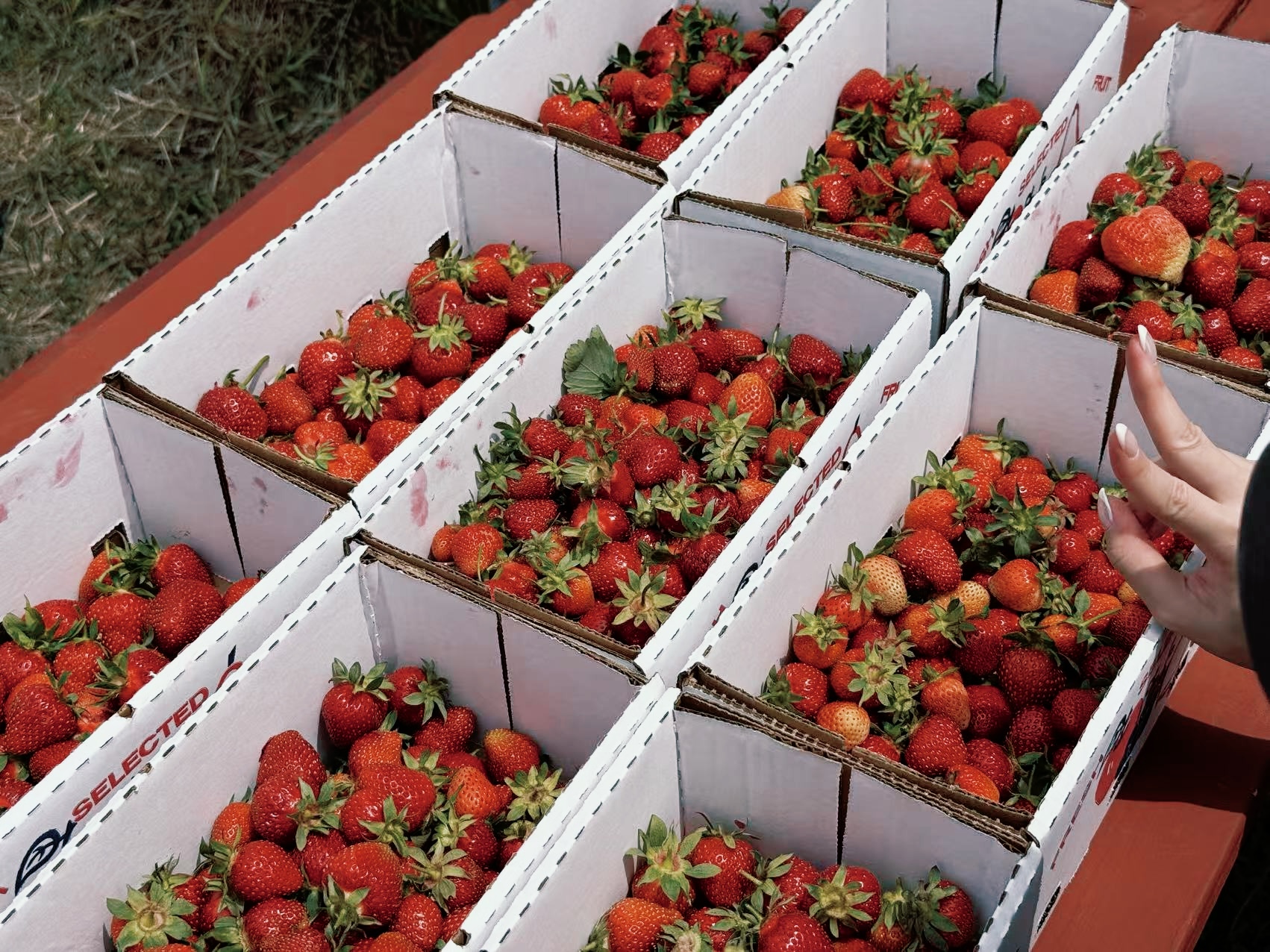 25/6/15 摘草莓 @TOM’s Farm Market